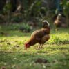 Ayam Bangkok Super