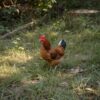 Ayam KUB