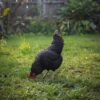 Ayam Arab